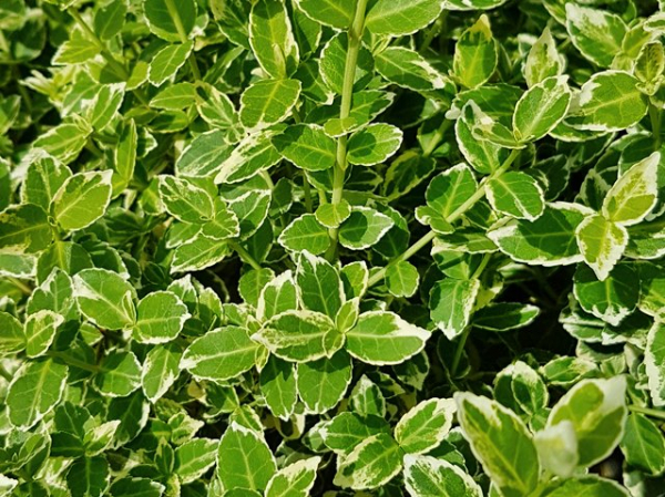 Euonymus fortunei "Emerald Gaiety" - (Weißbunte Kriechspindel),
